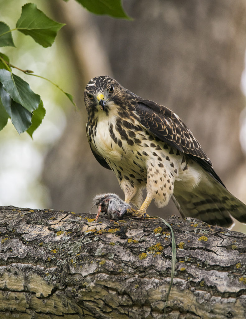 Broad-winged hawk