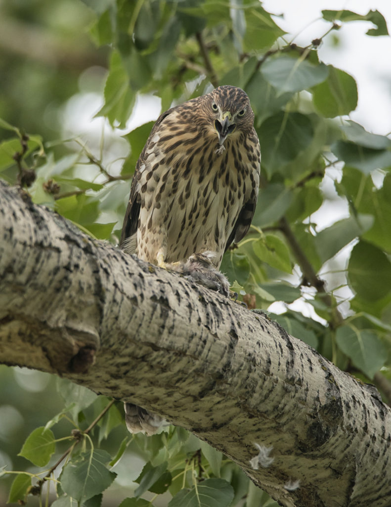 Coopers Hawk