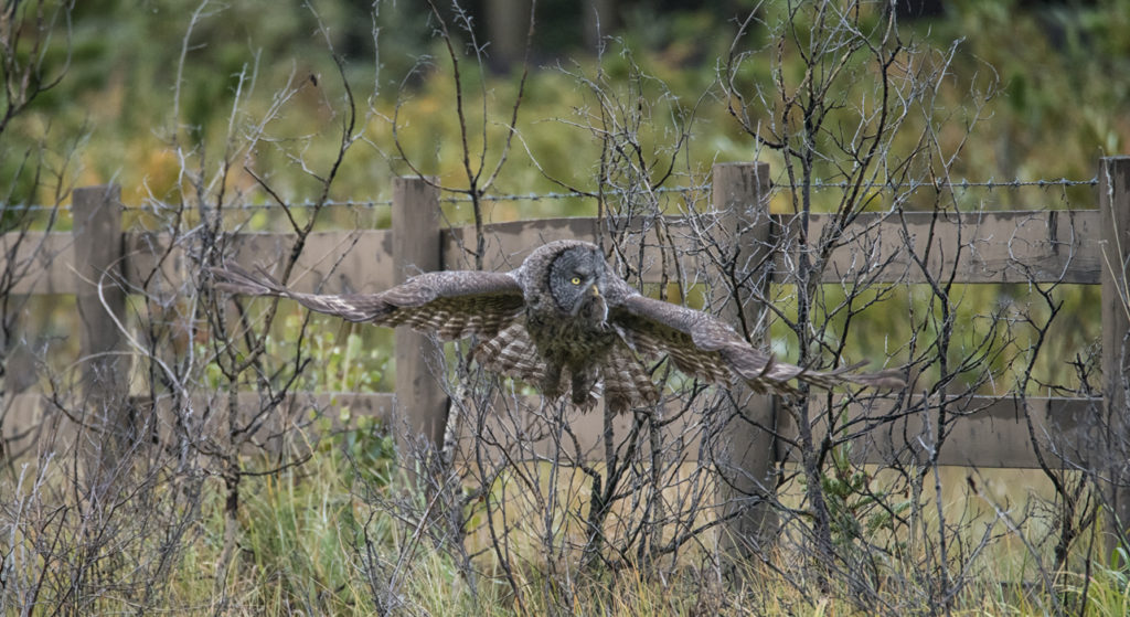 Great Gray Hunting