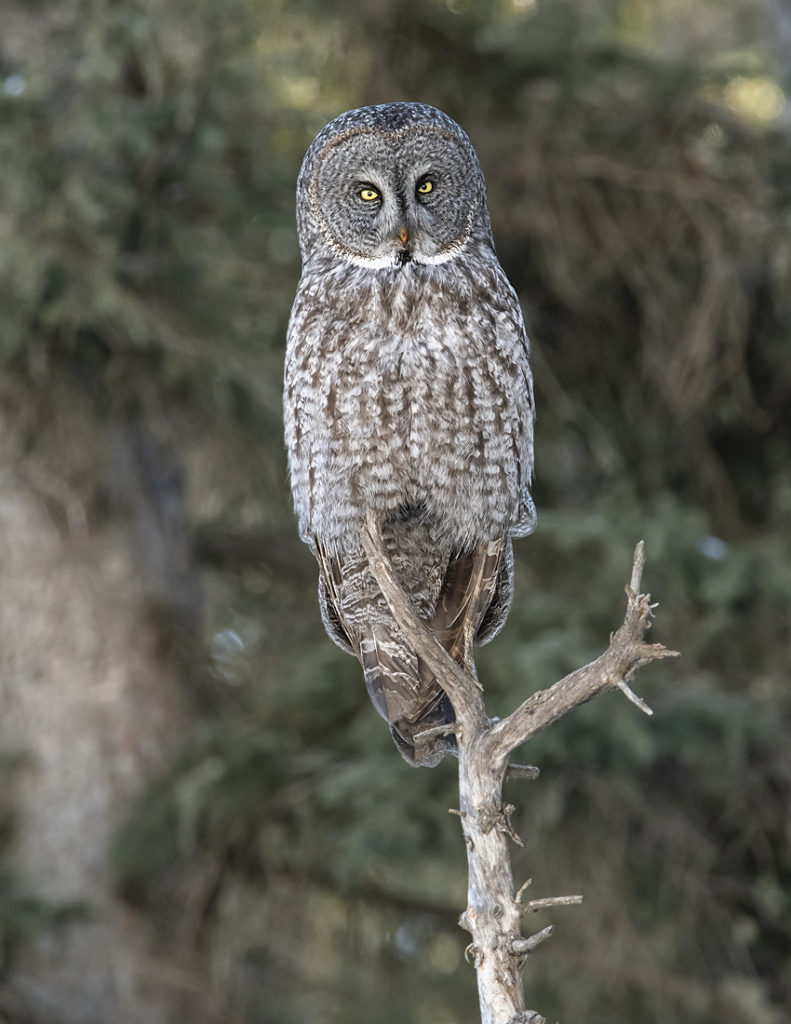 Great Gray Owl, Owl, Raptor, Predator Bird