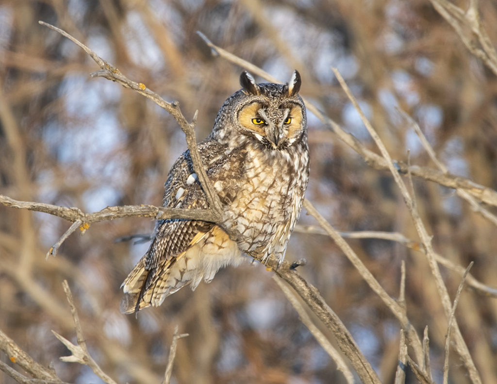 Long eared Owl