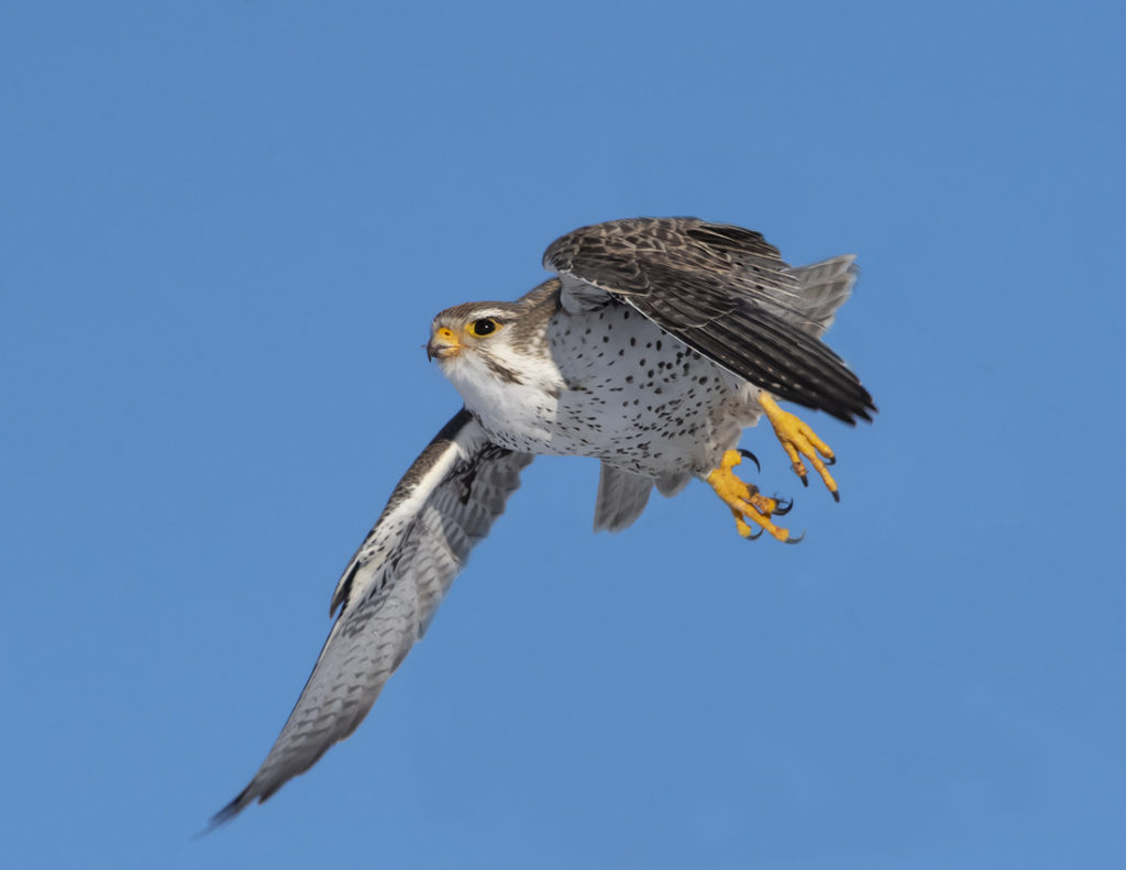 Falcon, Bird of Prey, Raptor, Prairie Falcon