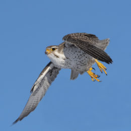 Prairie Falcon