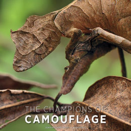 The Champions of Camouflage