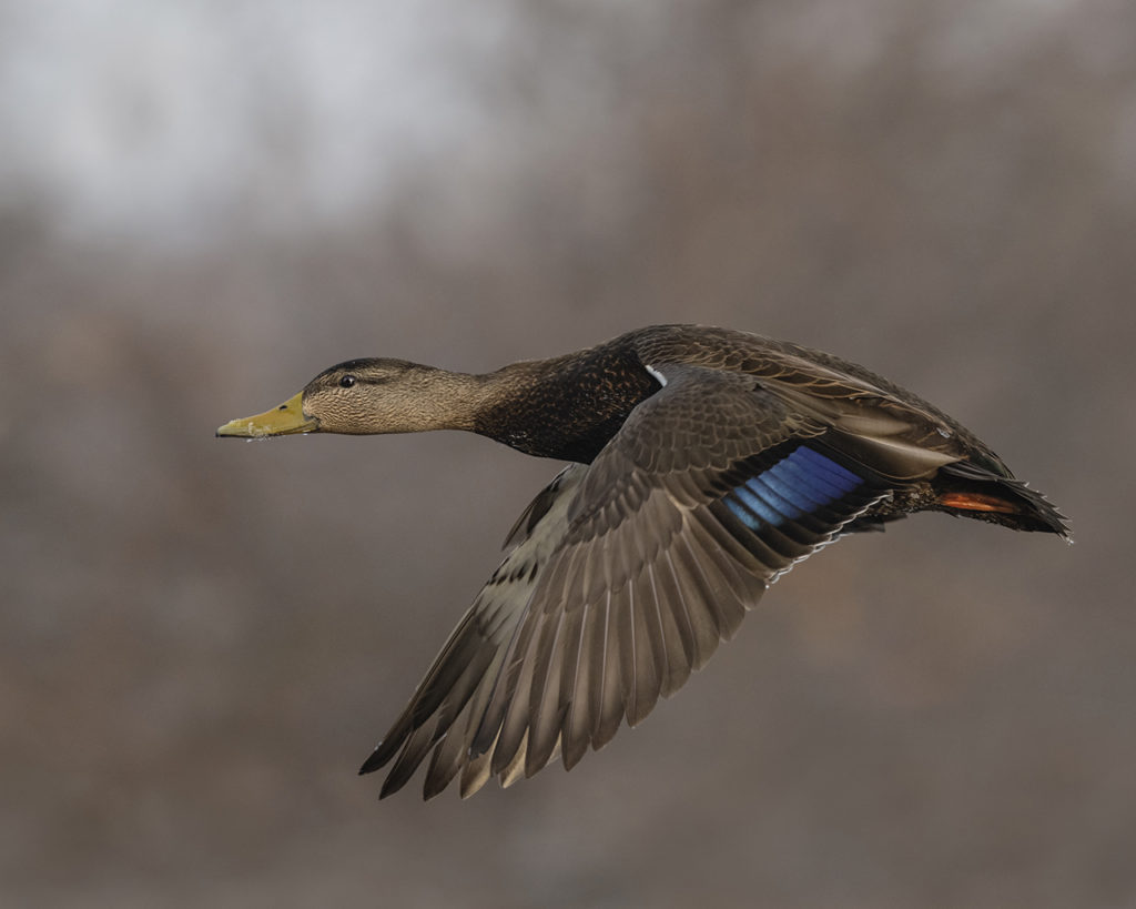 American Black Duck in flight 