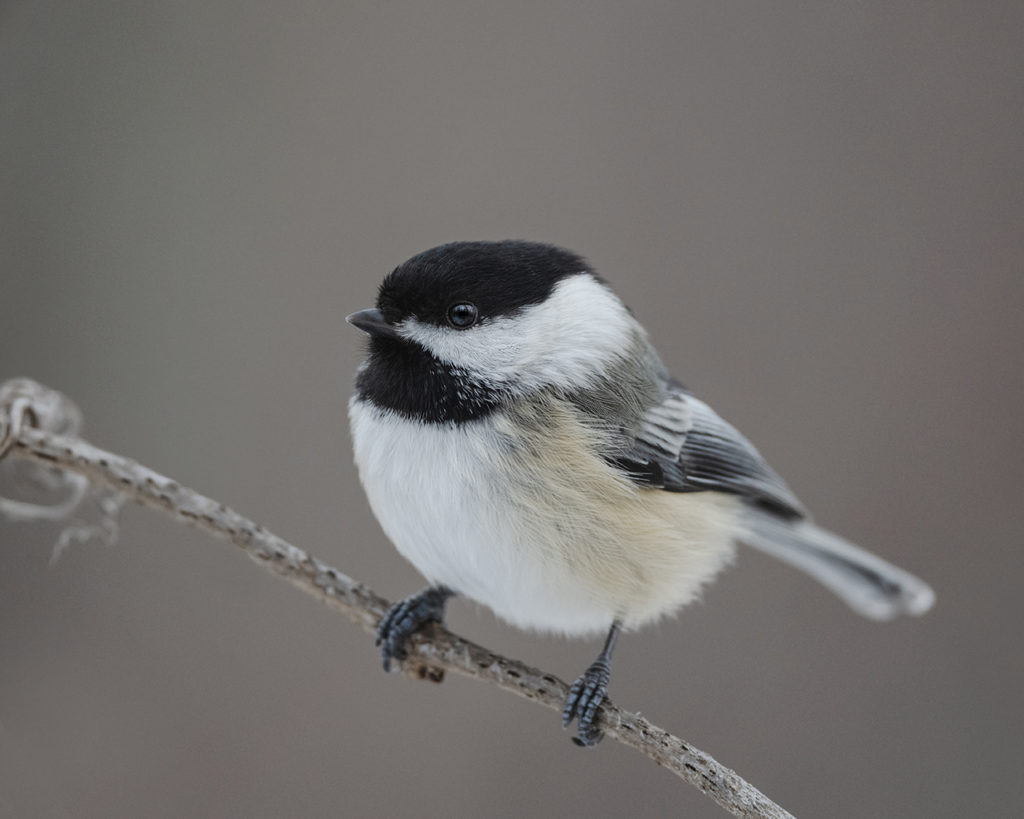 Black-capped Chickadee