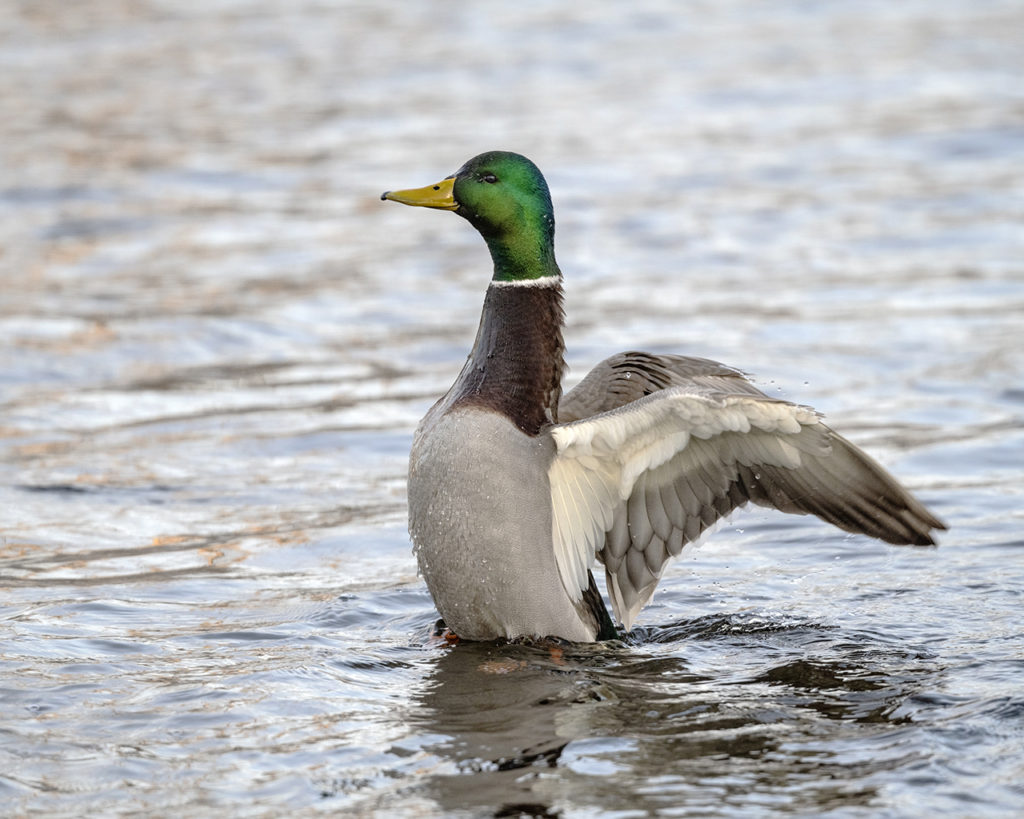 Dake Mallard exercising its wings