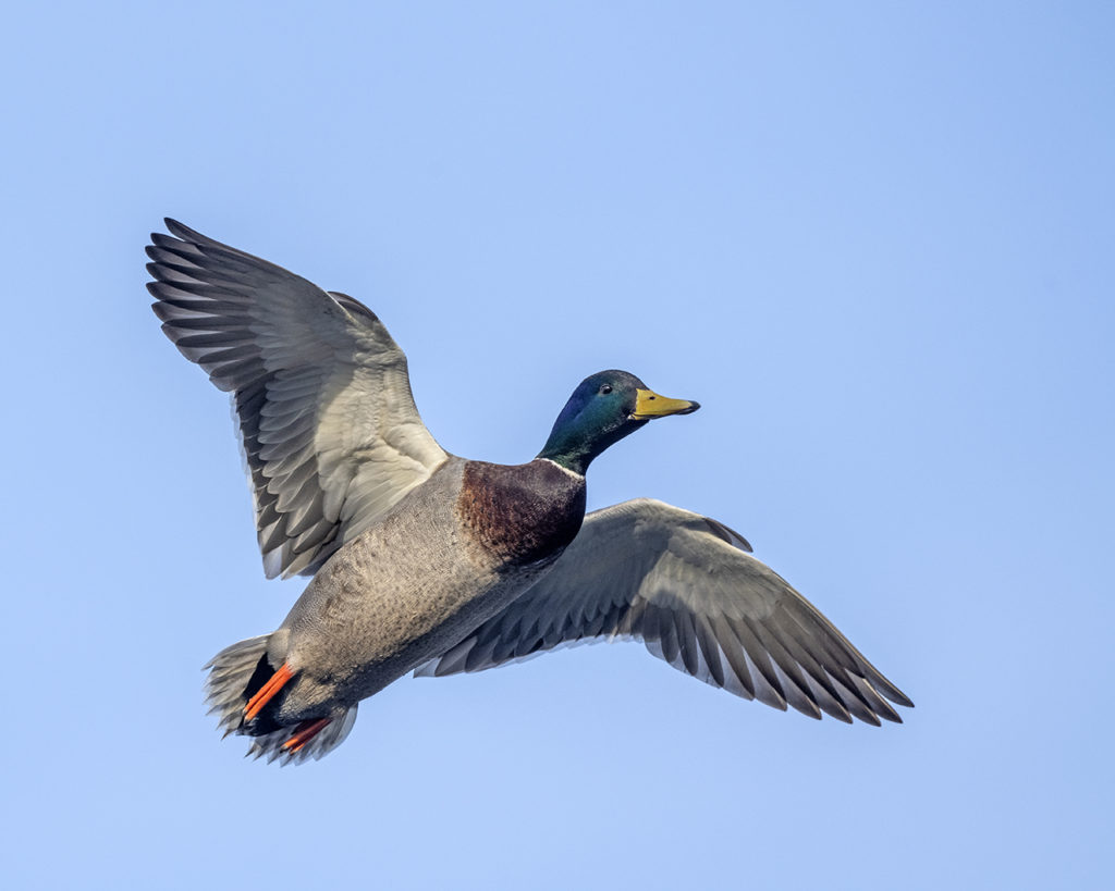 Drake Mallard in flight