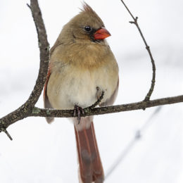 female Northern Cardinal