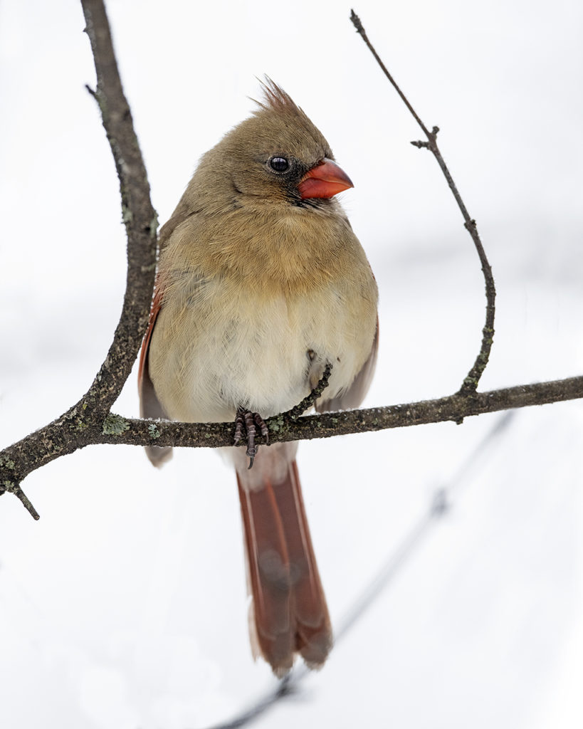 female Northern Cardinal