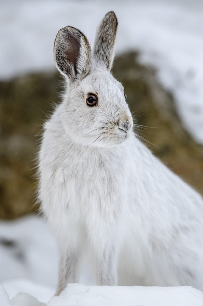 Winter pelage Snowshoe Hare
