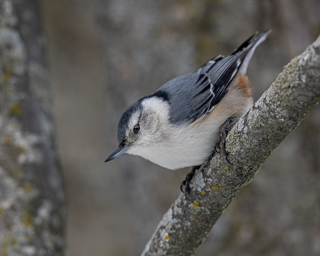 White-breasted Nuthatch