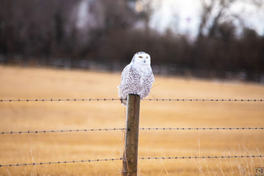 snowy on a fence