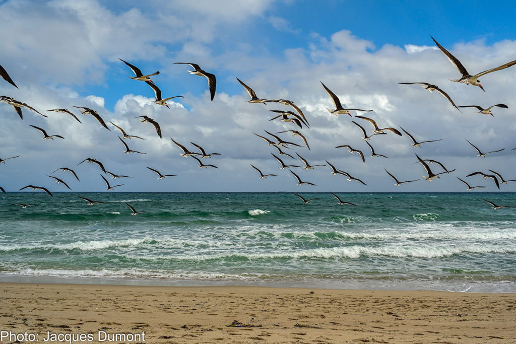 Birds, Pompano Beach