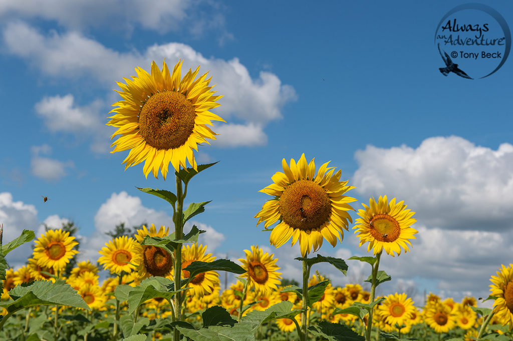 Covid 19 Escape Plan – Photographing Late Summer Sunflowers