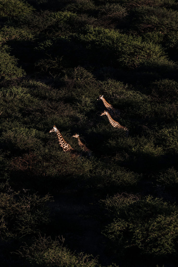 Giraffes ©Marion Payr for Prints for Wildlife