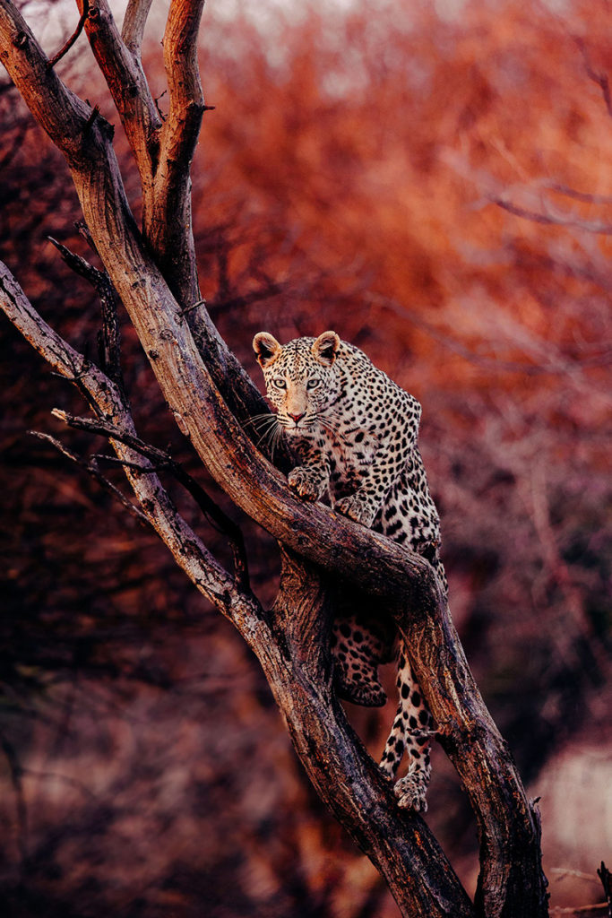 Prints for Wildlife Leopard ©Pie Aerts