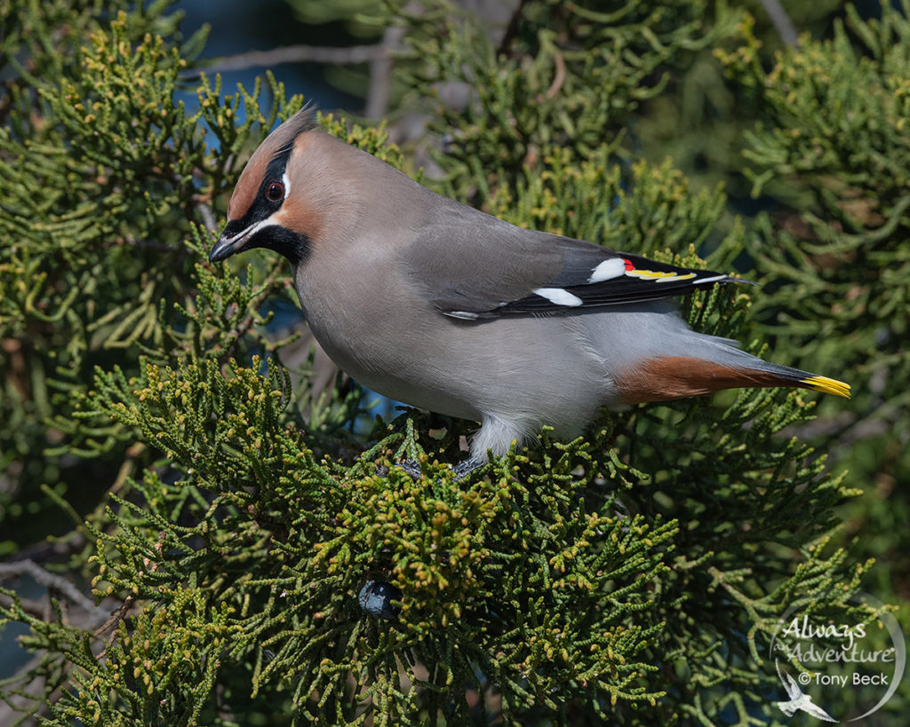 Bohemian Waxwing 