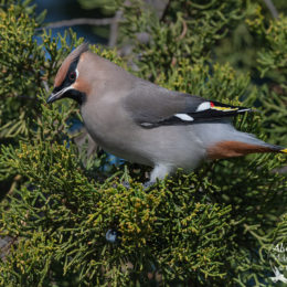 Bohemian Waxwing