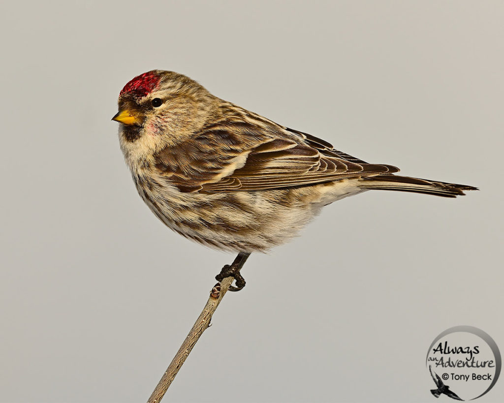 Female Common Redpoll 