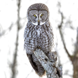 Great Grey Owl by Michelle Valberg