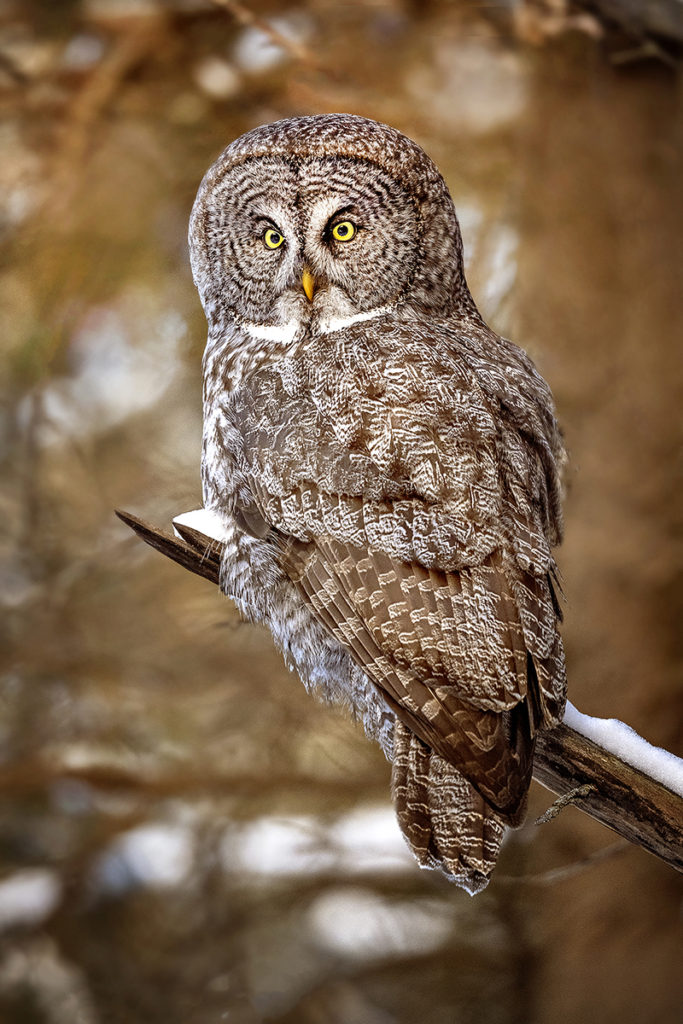 Great Grey Owl by Michelle Valberg