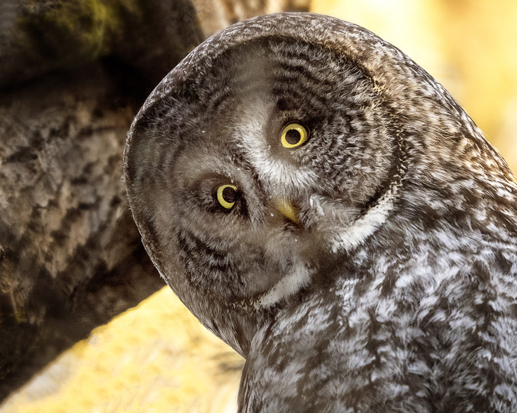 Great Grey Owl by Michelle Valberg