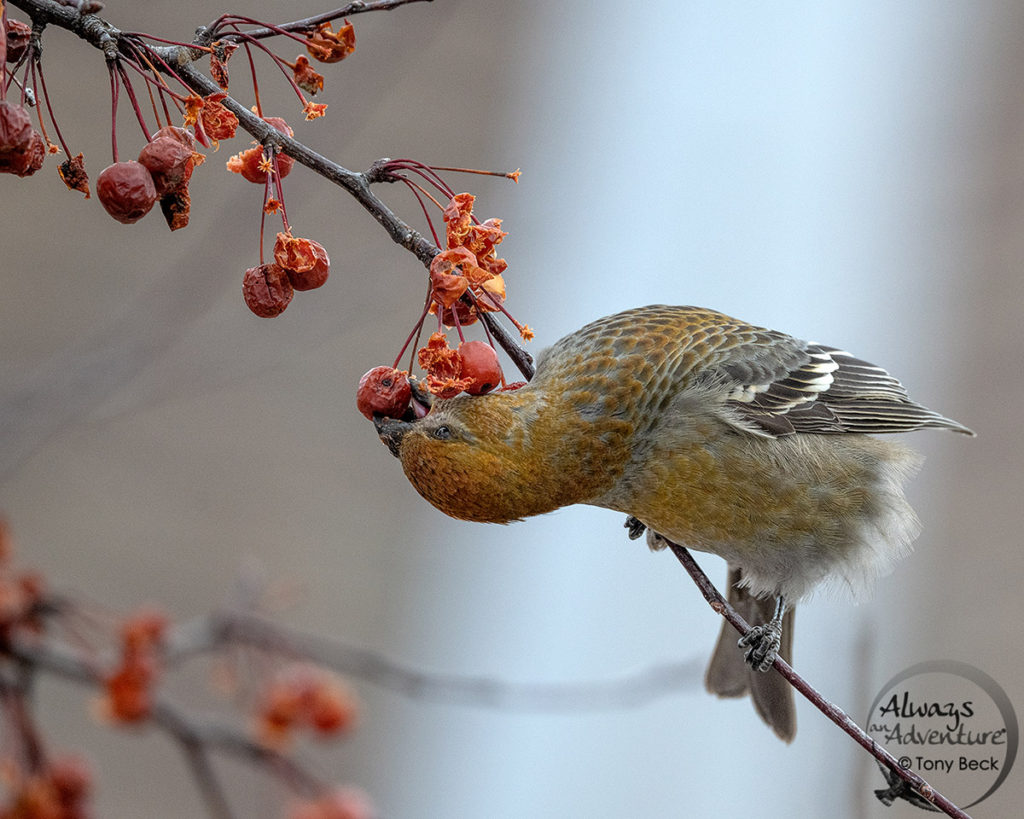 Female Pine Grosbeak