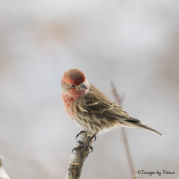 Male House Finch