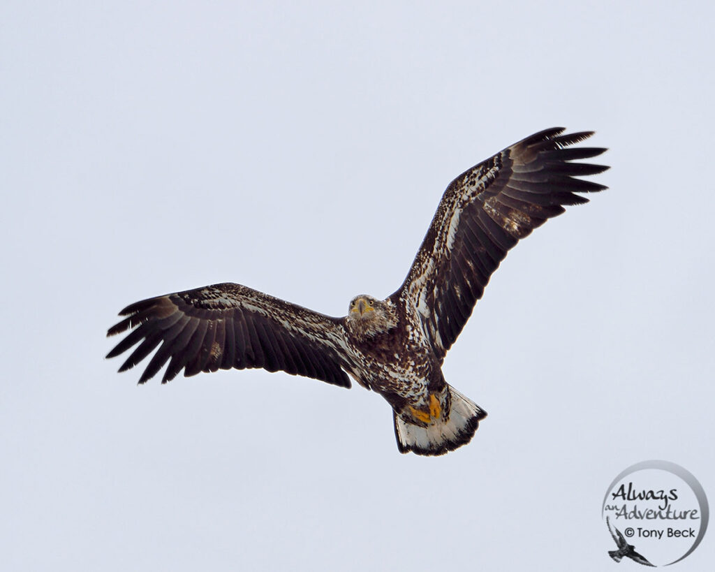 second/third year Bald Eagle in flight