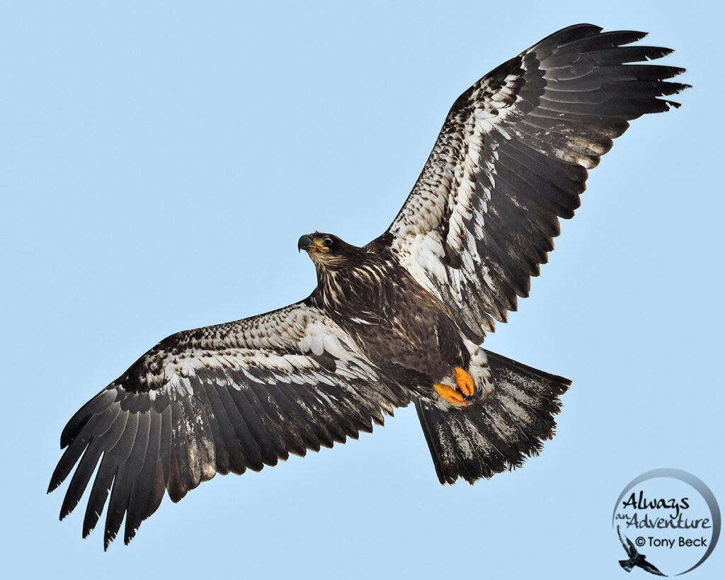 first year Bald Eagle in flight