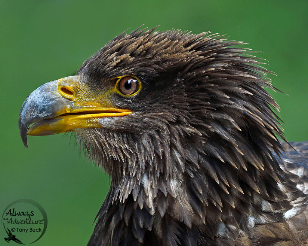 first year Bald Eagle portrait