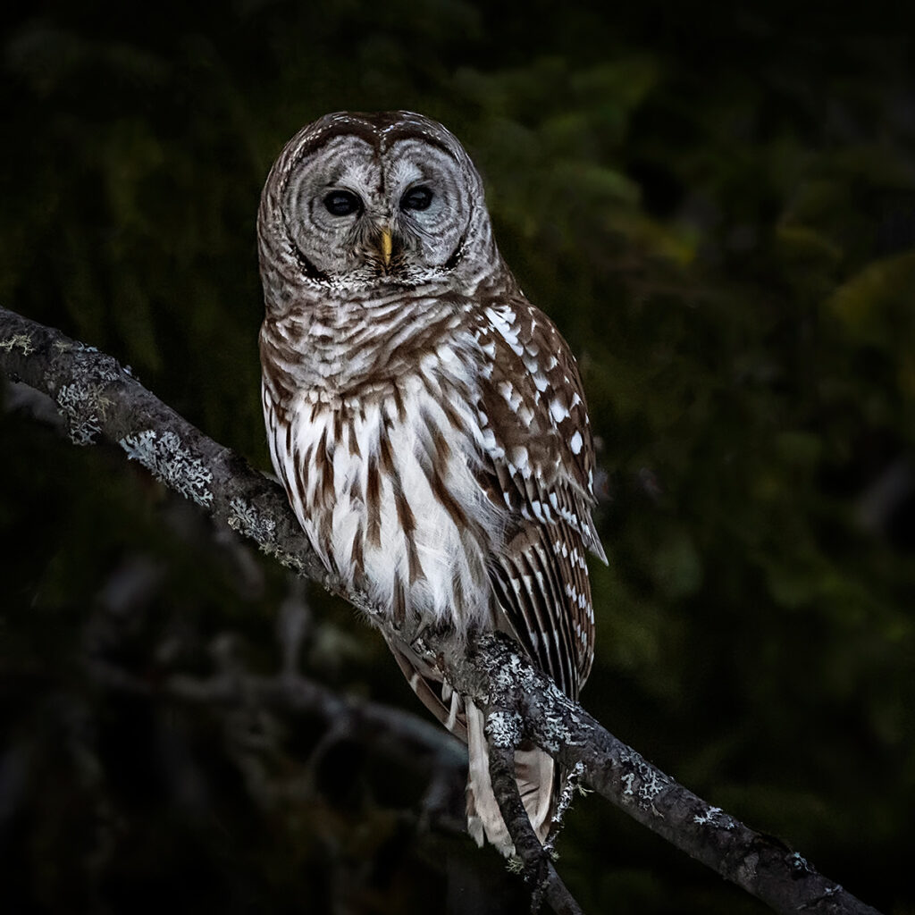 Barred Owl