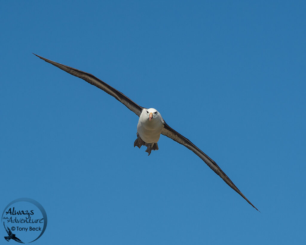 Adult Black-browed Albatross