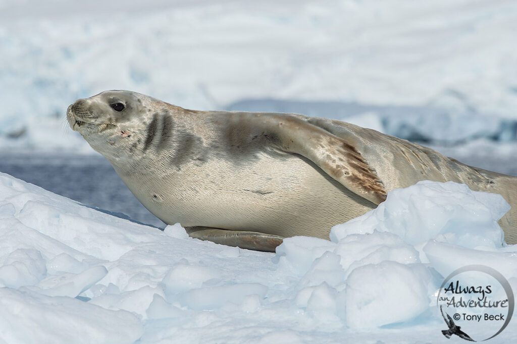 Crabeater Seal