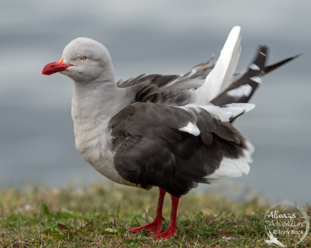 adult Dolphin Gull