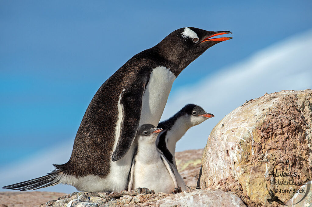 Gentoo Penguin adult with two chicks