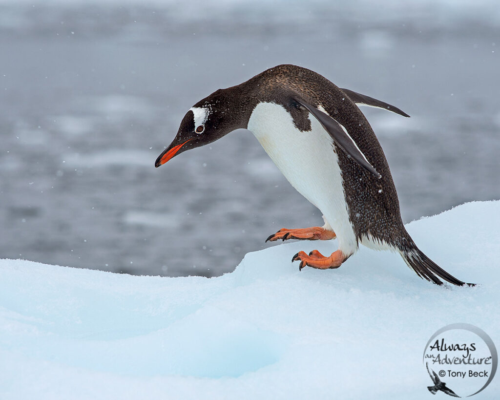 adult Gentoo Penguin