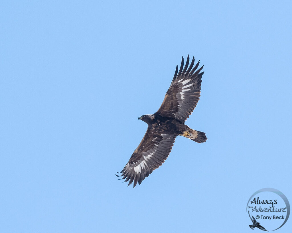 first year Golden Eagle in flight