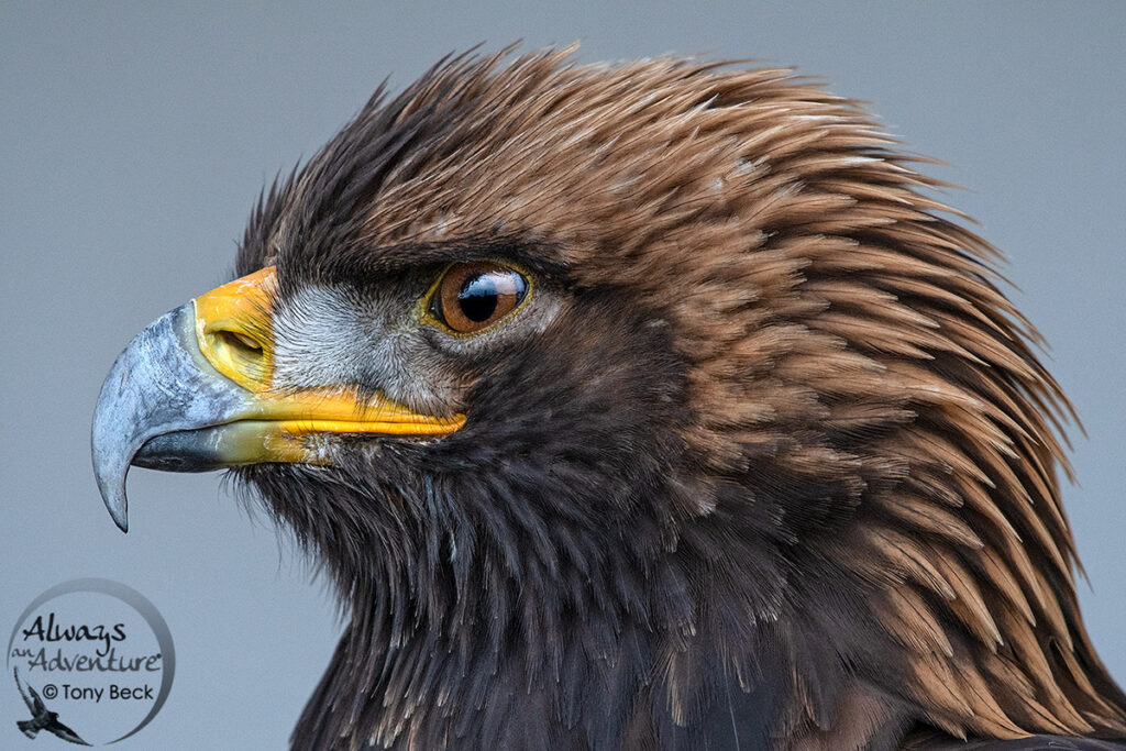 Golden Eagle portrait