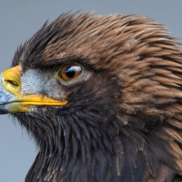 Golden Eagle portrait