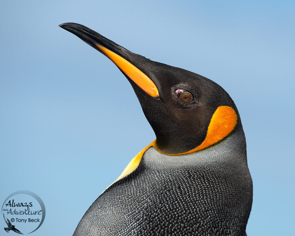 adult King Penguin