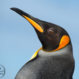 adult King Penguin