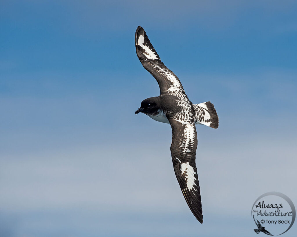 Pintado Petrel (Cape Petrel)