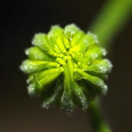 macro photography