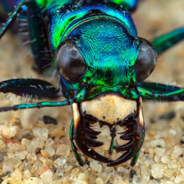 Green Tiger Beetle 1561 STK7