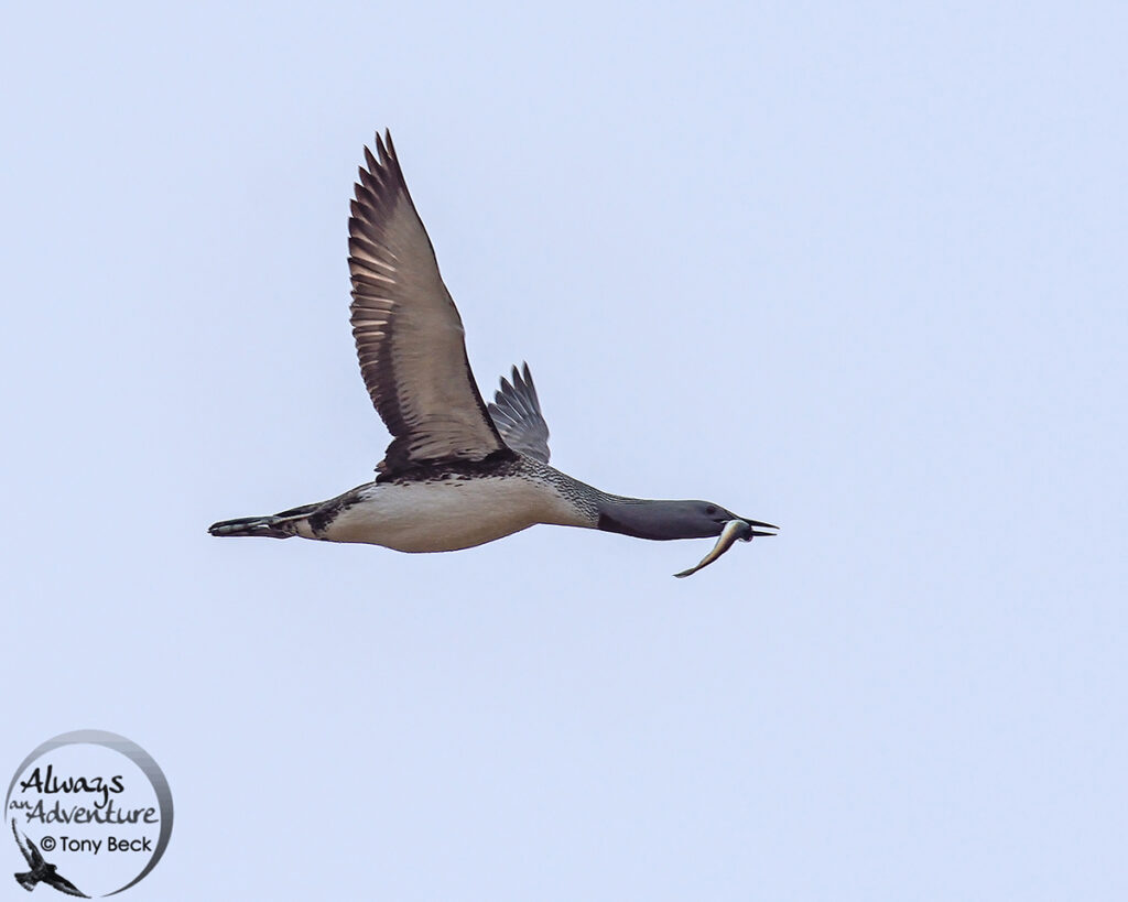 Red-throated Loon 