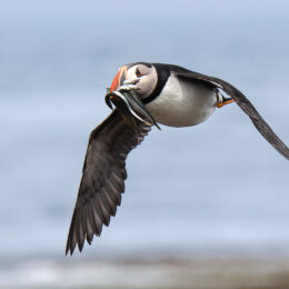 Atlantic Puffin