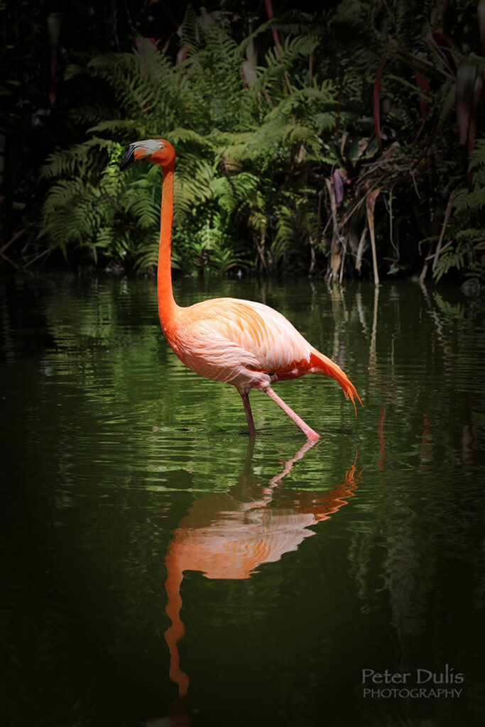 Flamingo Gardens