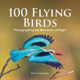 100 Flying Birds